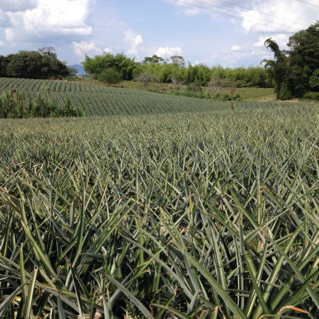 Cultivo de piña Quimbayita